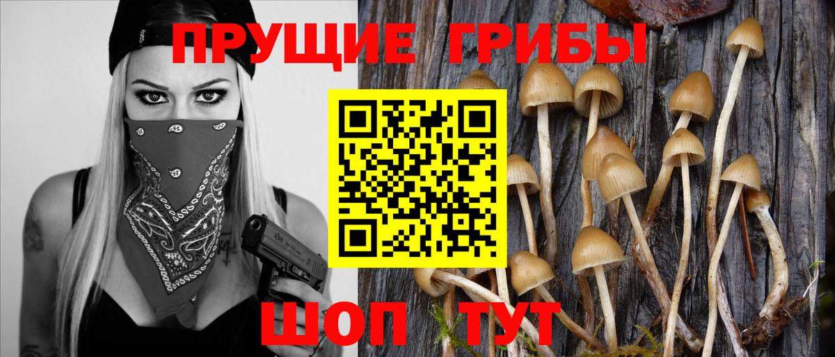 Тобольск  Галлюциногенные грибы Psilocybine cubensis  Вход с VPN 